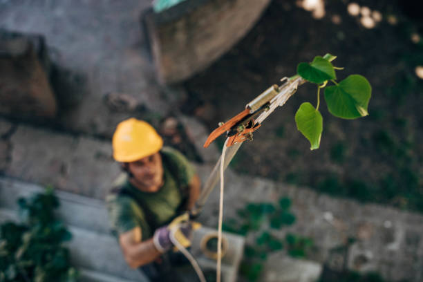 Best Fruit Tree Pruning  in On Top Of The World Designated Place, FL